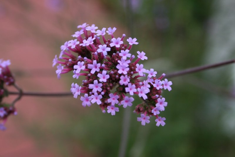 flowers_img_5308.jpg