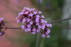 flowers_img_5308_small.jpg