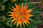 flowers_img_5309_small.jpg