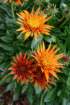 flowers_img_5310_small.jpg