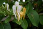 flowers_img_5311_small.jpg