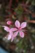 flowers_img_5313_small.jpg