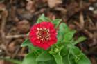 flowers_img_5314_small.jpg