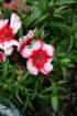 flowers_img_5315_small.jpg