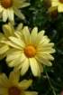 flowers_img_5316_small.jpg