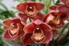 flowers_img_5317_small.jpg