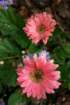 flowers_img_5318_small.jpg