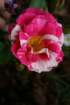 flowers_img_5319_small.jpg