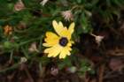 flowers_img_5321_small.jpg