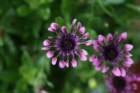 flowers_img_5322_small.jpg