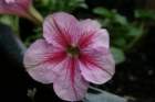 flowers_img_5323_small.jpg