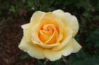 flowers_img_5326_small.jpg