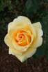 flowers_img_5327_small.jpg