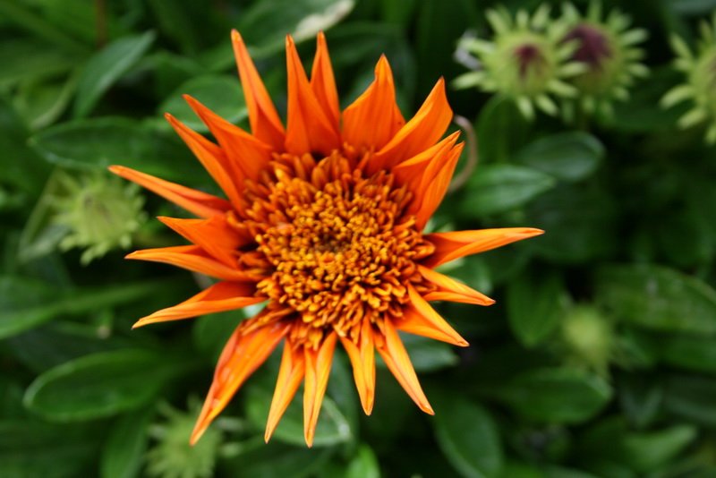 flowers_img_5328.jpg