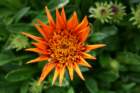 flowers_img_5328_small.jpg