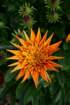 flowers_img_5329_small.jpg