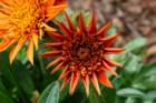 flowers_img_5330_small.jpg