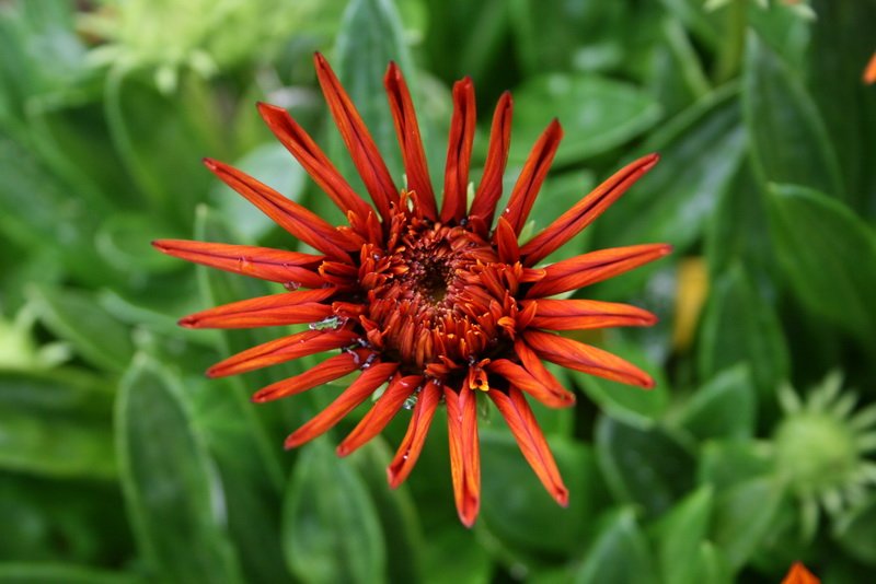 flowers_img_5331.jpg