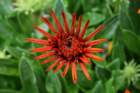 flowers_img_5331_small.jpg