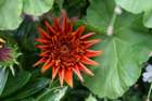 flowers_img_5332_small.jpg