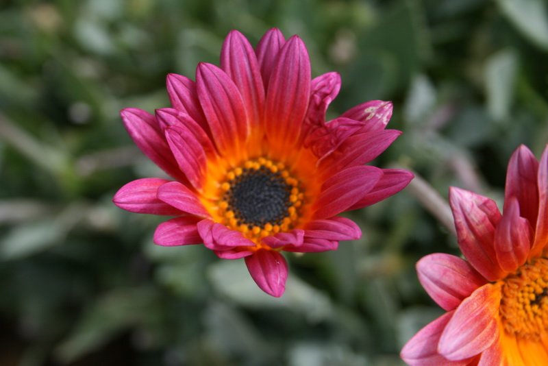 flowers_img_5335.jpg