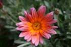 flowers_img_5336_small.jpg