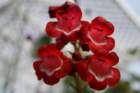flowers_img_5339_small.jpg