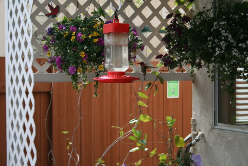 flowers_img_5343.jpg