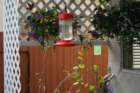 flowers_img_5343_small.jpg