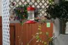 flowers_img_5344_small.jpg