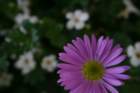 flowers_img_5345_small.jpg