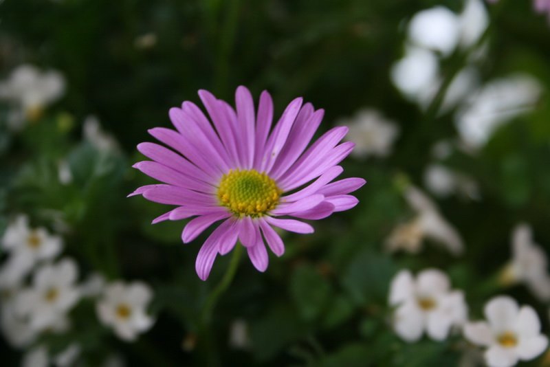 flowers_img_5346.jpg