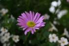 flowers_img_5346_small.jpg