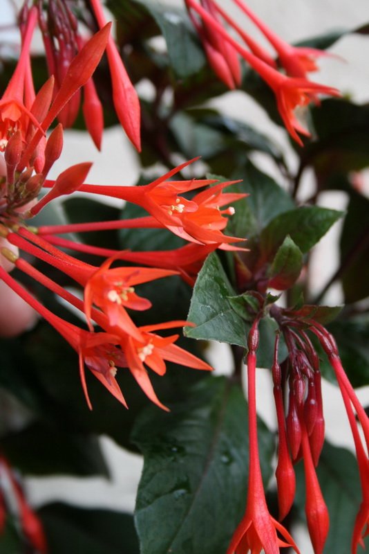 flowers_img_5351.jpg