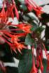 flowers_img_5351_small.jpg