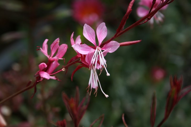 flowers_img_5352.jpg