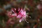 flowers_img_5353_small.jpg