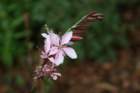 flowers_img_5354_small.jpg