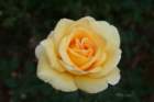 flowers_img_5355_small.jpg