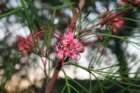 flowers_img_5358_small.jpg