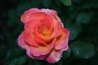 flowers_img_5359_small.jpg
