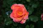 flowers_img_5360_small.jpg