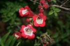 flowers_img_5361_small.jpg