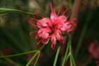 flowers_img_5362_small.jpg