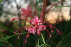 flowers_img_5364_small.jpg