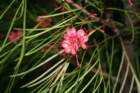 flowers_img_5365_small.jpg