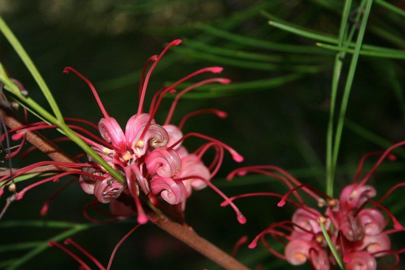 flowers_img_5368.jpg