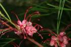 flowers_img_5368_small.jpg