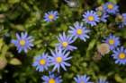 flowers_img_5370_small.jpg