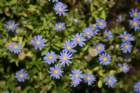flowers_img_5371_small.jpg